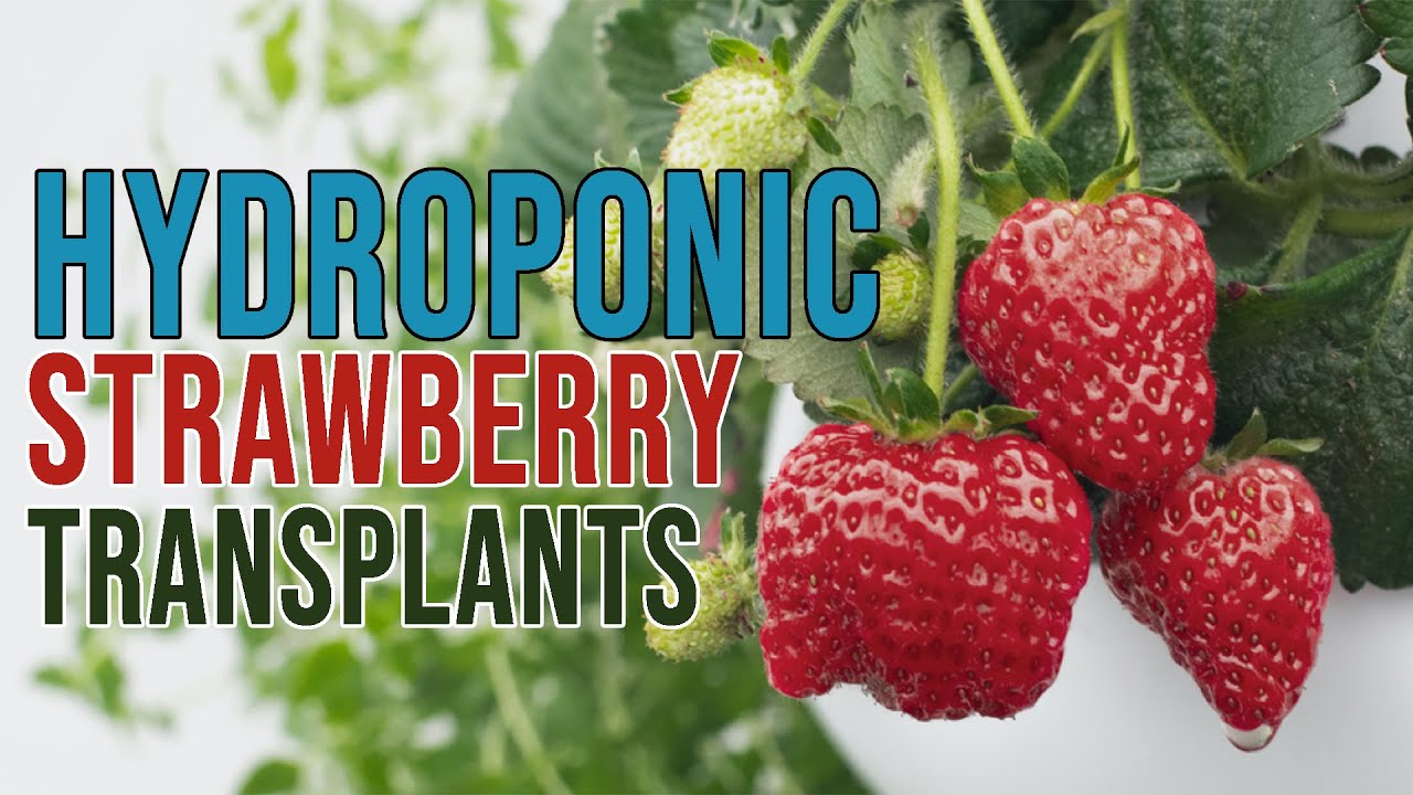 Can You Transplant Strawberries From Soil To A Hydroponic Tower Garden?