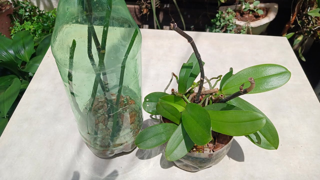 Como fazer mudas  de orquídea phalaenopsis com as hastes florais 