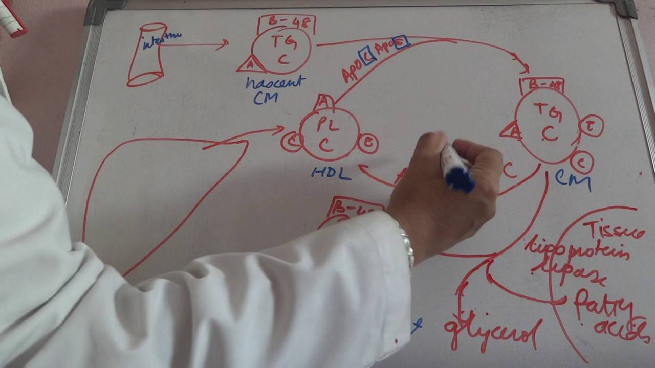 Chylomicron metabolism and Hypolipoproteinemia