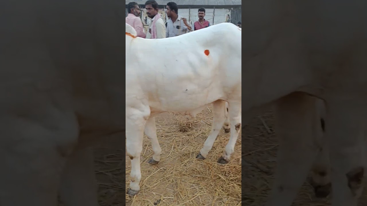 Best quality ongole bulls || Kodad bulls market || Shaik Farm 