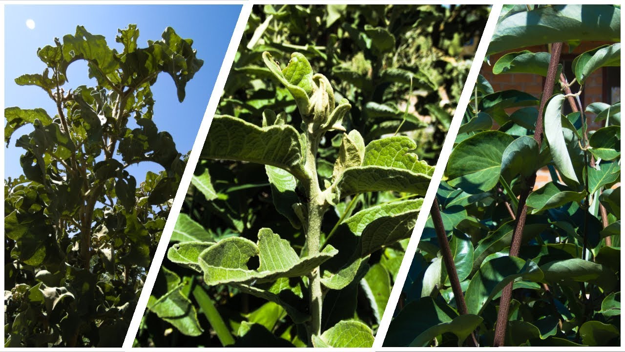 Agricultura por processos
