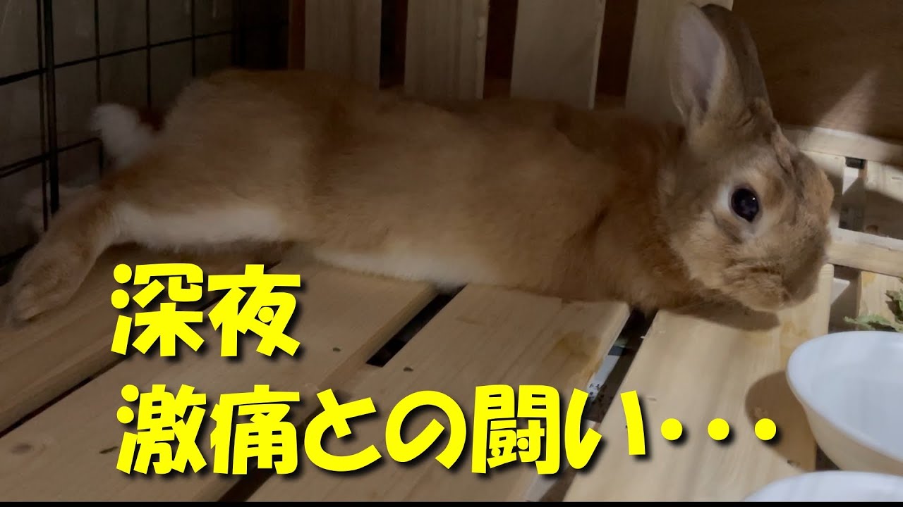 うさぎが深夜に激痛に襲われて苦しみはじめました。【急性胃拡張】　(No.558)