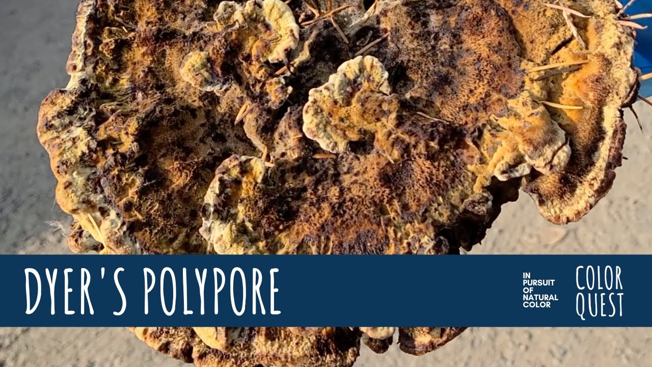 HOW TO MAKE NATURAL COLOR FROM DYER'S POLYPORE | MUSHROOM DYE | ORGANIC COLOR | YELLOW BROWN GREEN