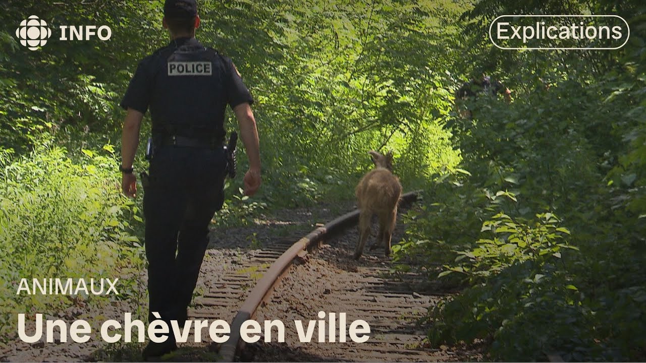 Une chèvre aperçue en liberté dans les rues de Trois-Rivières