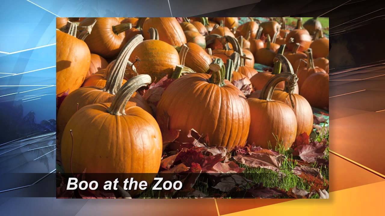 Palm Beach Halloween Happenings on The Scene