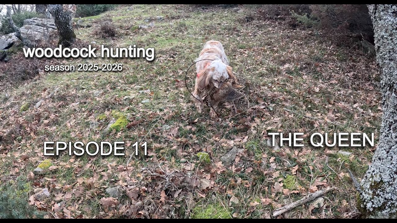 THE QUEEN - EP.11 /&Kappa;&upsilon;&nu;ή&gamma;&iota; &Mu;&pi;&epsilon;&kappa;ά&tau;&sigma;&alpha;&sigmaf; /Woodcock Hunting /Caccia alla Beccaccia /&Ccedil;ulluk Avı [2025-2026]
