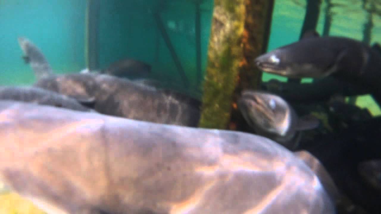 Wild Eels react to GoPro on a string.