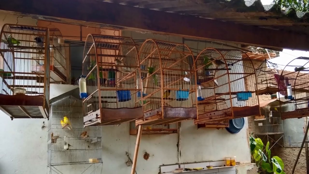 Apreensão de pássaros silvestres em Alfenas (MG)