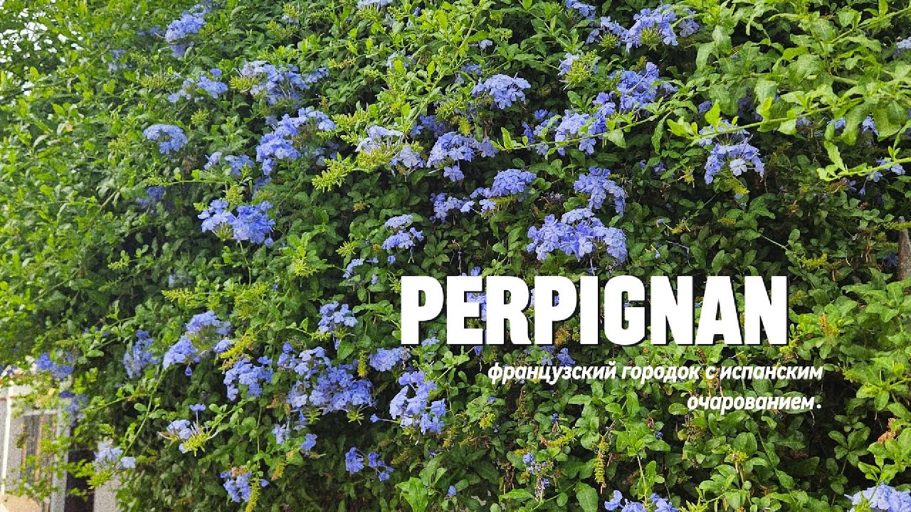 Перпиньян | Perpignan | Город на границе с Испанией | Путешествия большой семьи