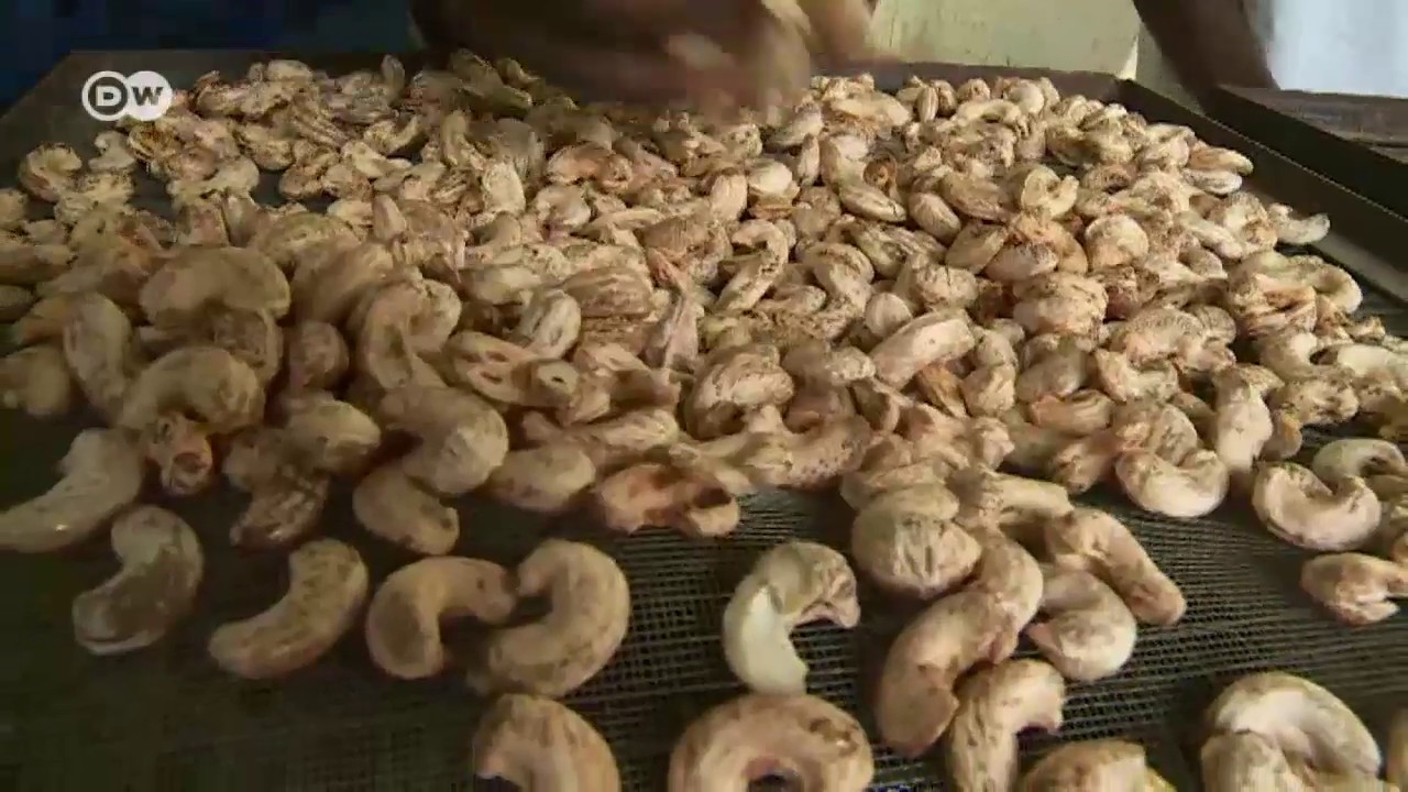 From cashew nut to steak: combating poverty in Guinea-Bissau | Business