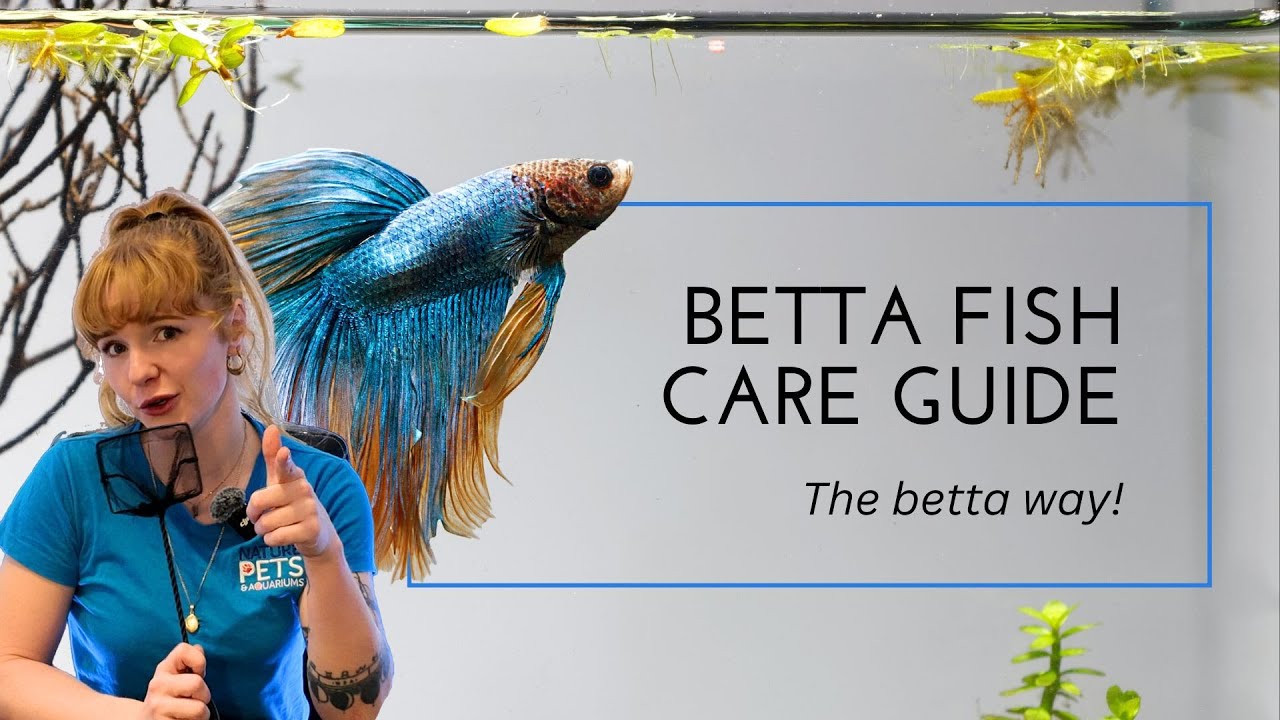 Betta Fish Care for Beginners - You Betta know this!
