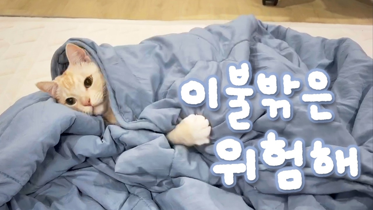 누나 내가 이불 밖은 위험하다고 했짜나