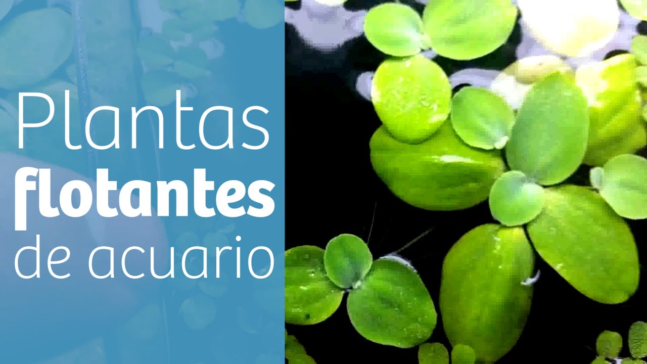 Acuario plantado · Plantas flotantes ☘