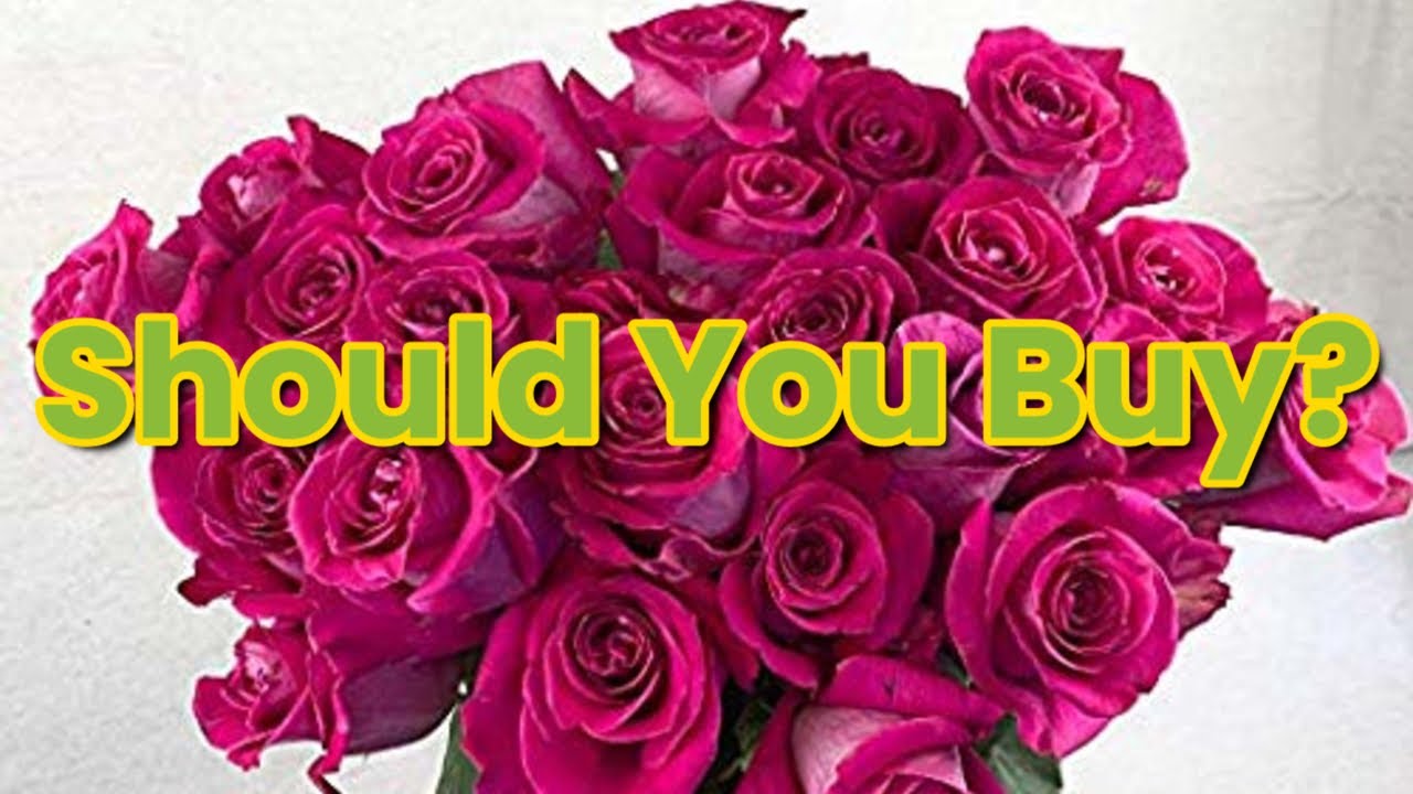 Greenchoice Flowers | 24 Hot Pink Roses Fresh Cut Flowers | Fresh Bulk Flowers | (2 Dozen) - 20 inch