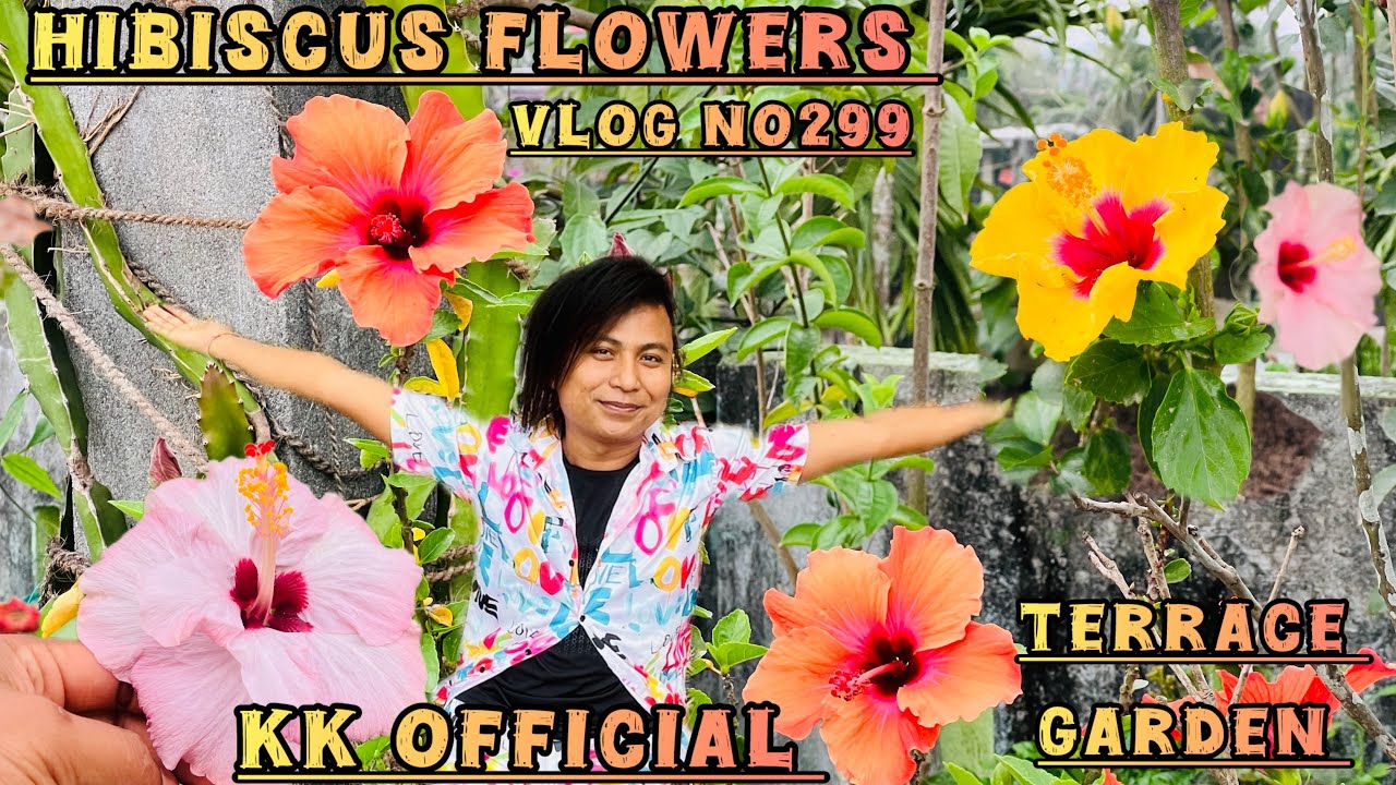 Hibiscus Flowers || My Vlog Video No.299