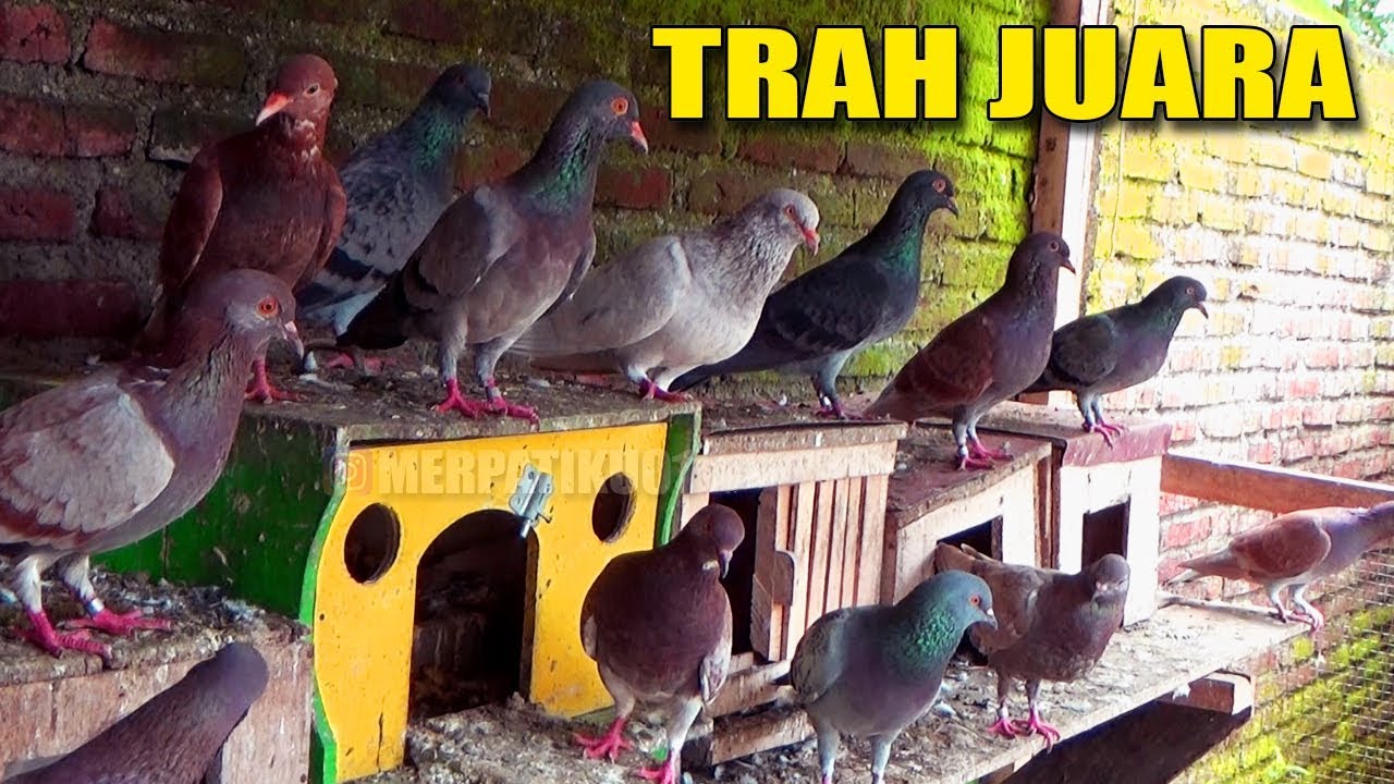 GREBEK PETERNAK BURUNG MERPATI TRAH JUARA ?!