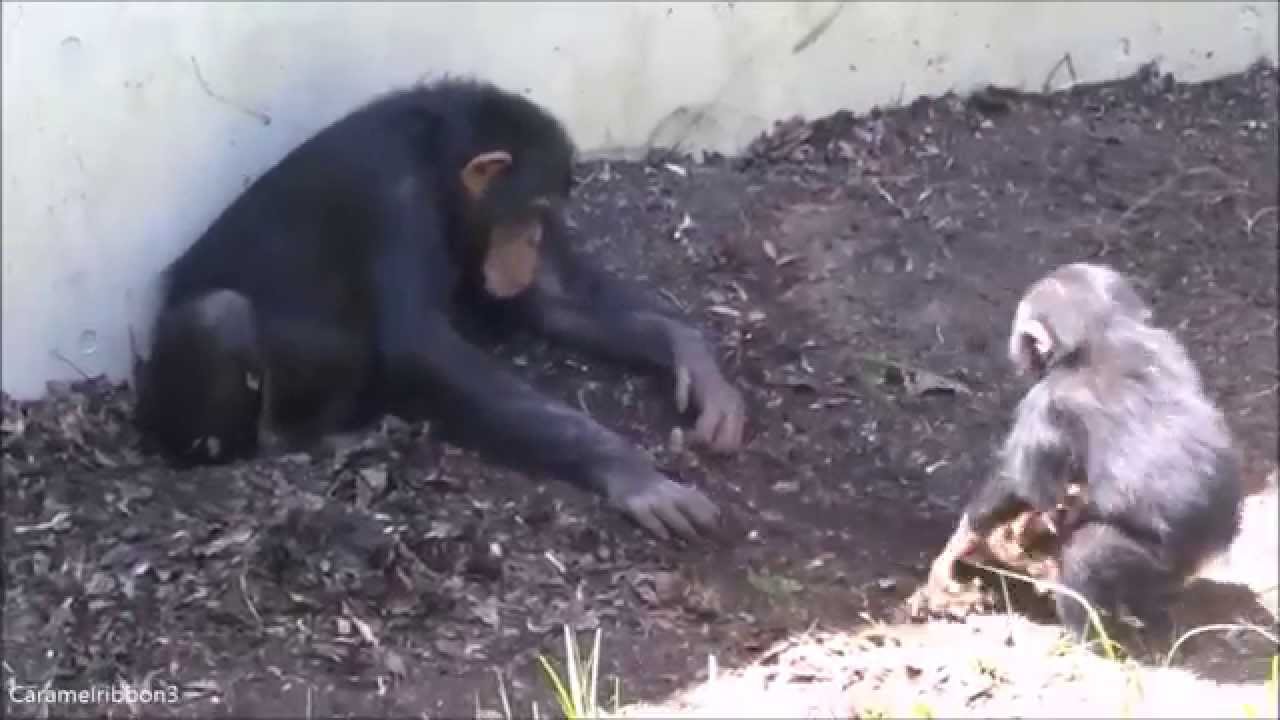 Chimps playing, 7-year-old Max and 1-year-old baby Fubuki at Tama Zoo