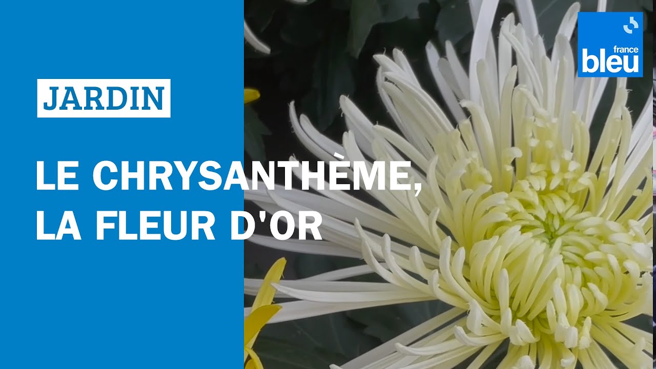 La petite histoire du chrysanth&egrave;me, la fleur d'or : Les conseils de Roland Motte