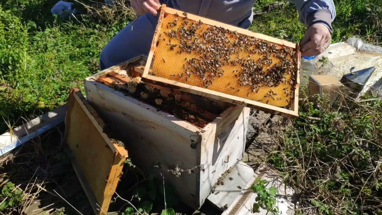 Ilıman geçen kış çıkışında yoğun sıvı besleme. Keklere para harcamayın...