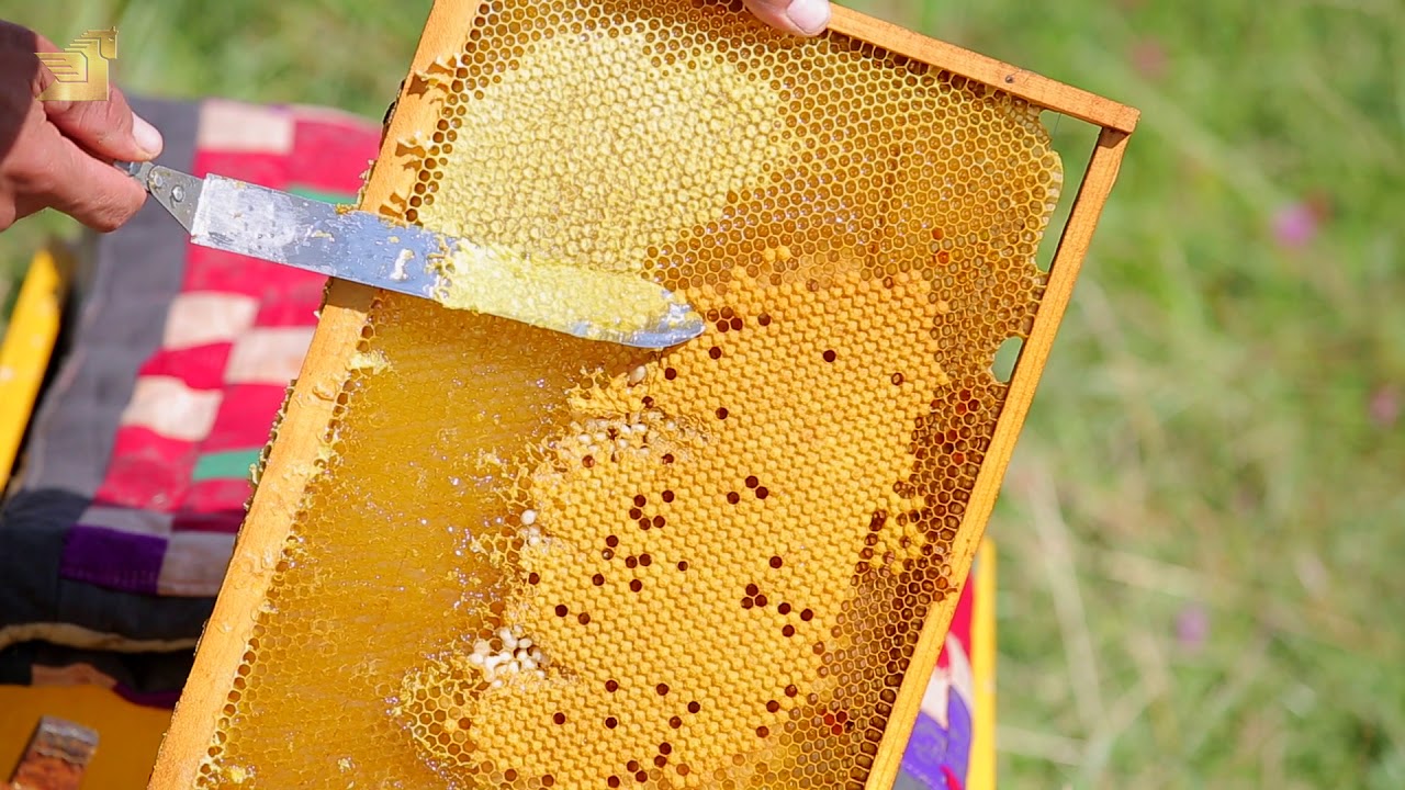 Производство меда в Ат-Баши