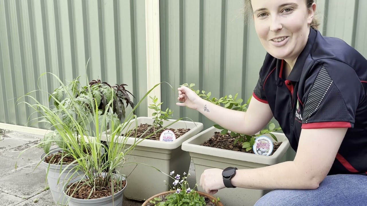 How PlantNet rescued two blueberries from death!