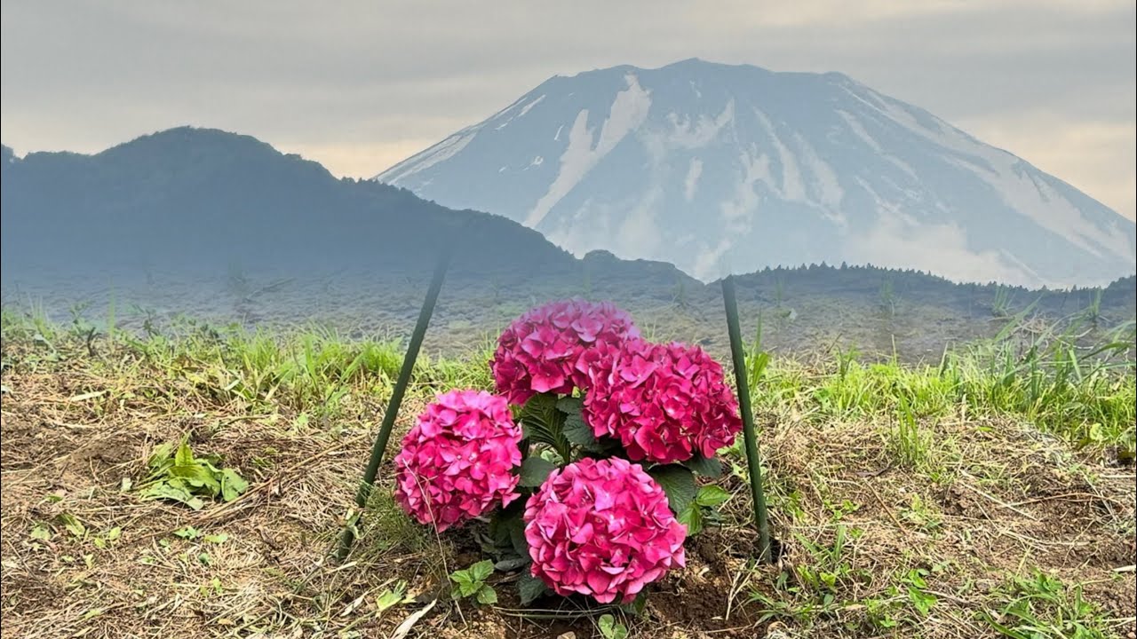【4K】開成あじさいまつりに行ってきました😆　