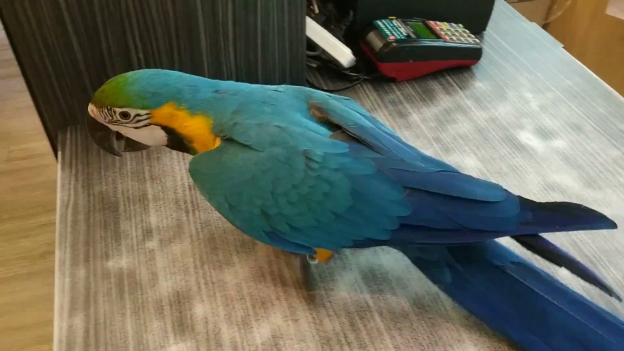 琉璃金剛鸚鵡 懂人話會才藝 折衷鸚鵡 鳥店