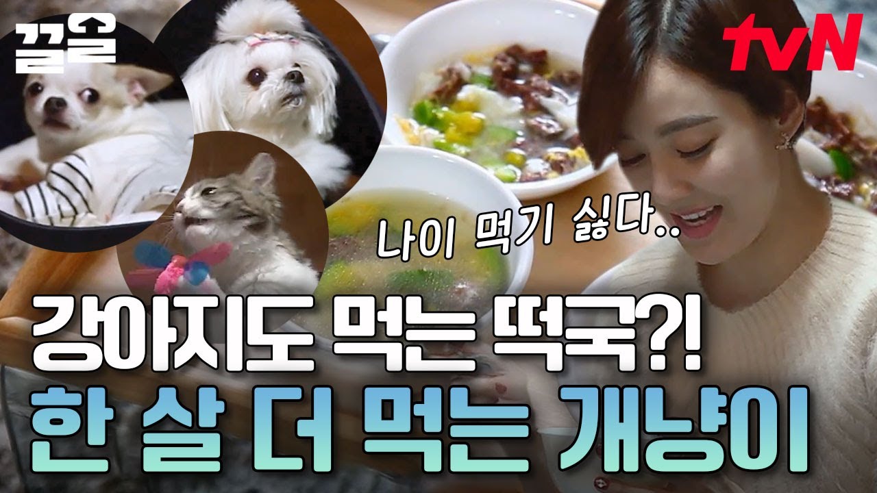 소연 표 떡국 보고 꼬리 모터 작동하는 강아지 제니X루이와 냥신난 고양이 밍😊 코까지 박고 맛있게 먹는 댕냥이들 | 대화가필요한개냥