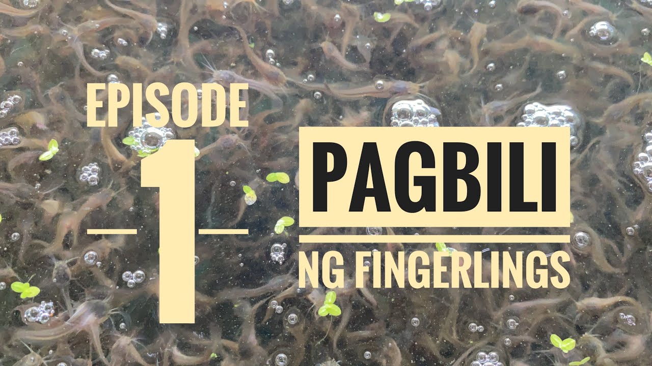 Ep 1:Simulan natin sa Pagbili ng Fingerlings