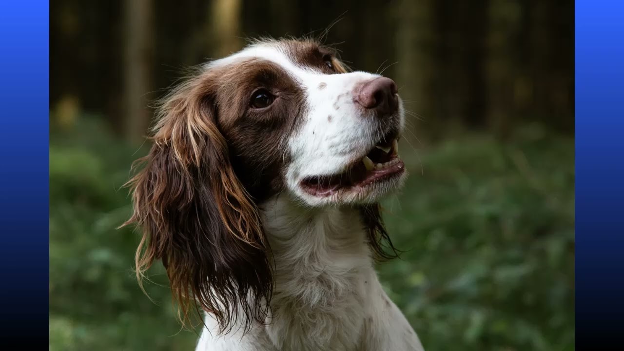 Tryg Alene Hjemme - Hjælp til din hunds separationsangst