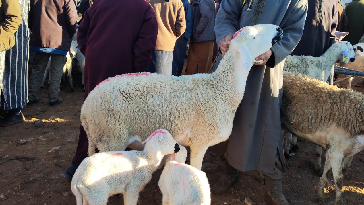 اليوم من سوق حد البروج إقليم سطات مع اتمنة النعجة والدة وضارة رواسية 