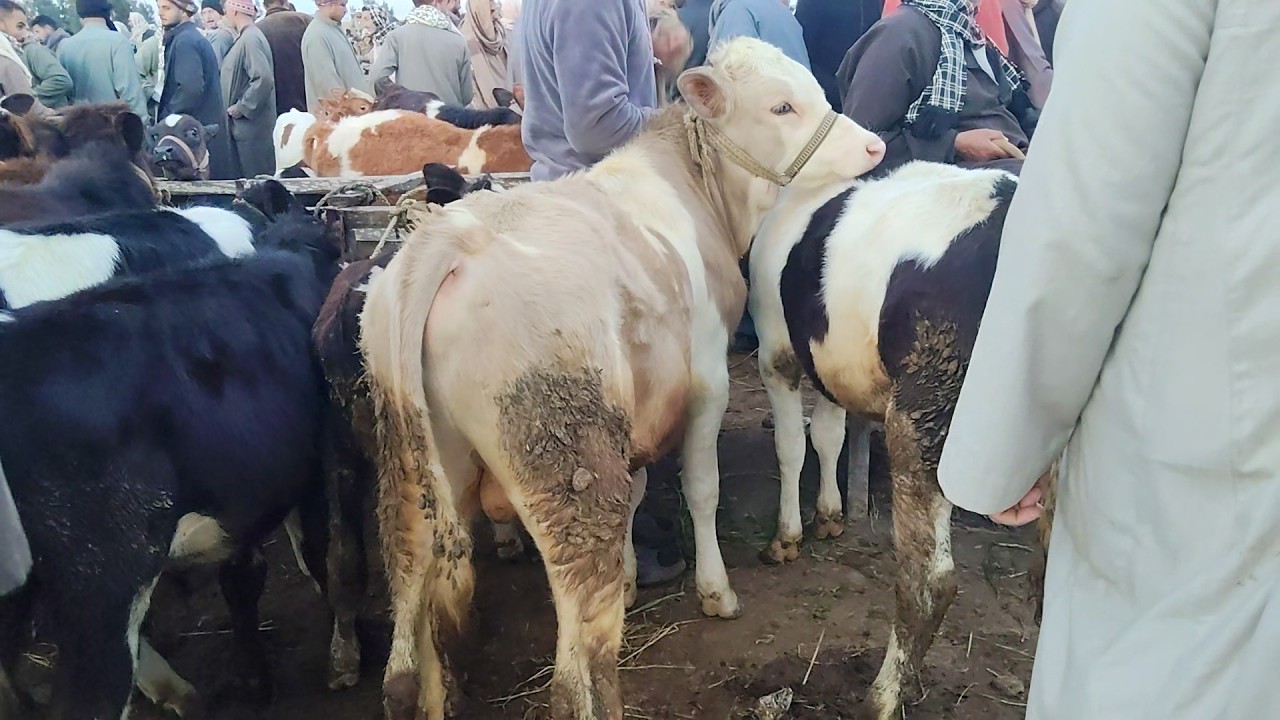 تحرك فى أسعار العجول البقرى القنيه سوق سيدي سالم)٢٠٢٦/٢/٢٨