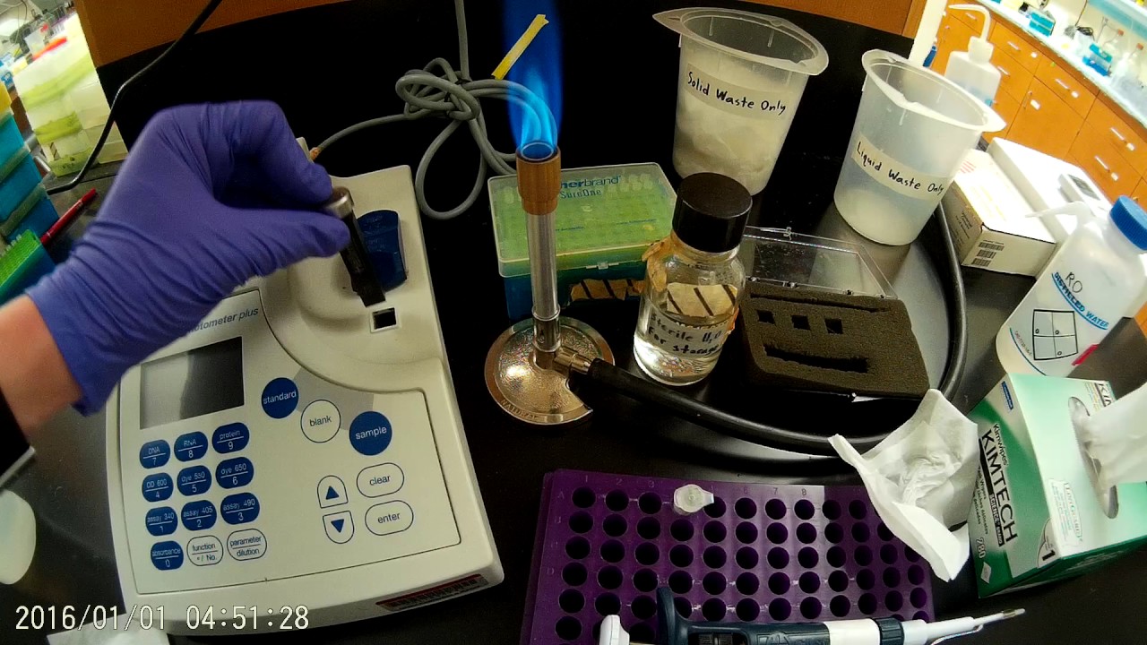 Measuring the concentration and purity of a plasmid DNA sample