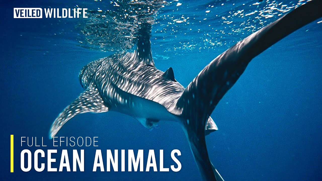 What's Lurking in the Deep? Strange Ocean Animals Exposed