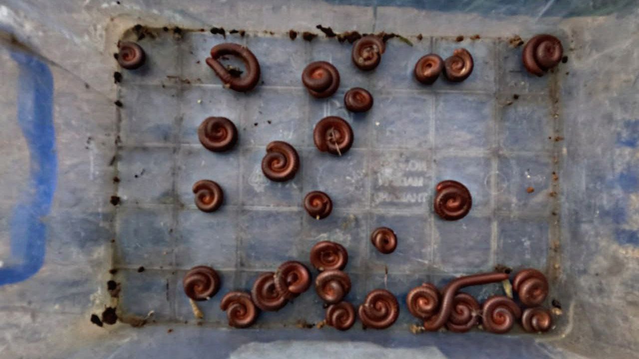 “Found These Millipedes in My Backyard – You Won’t Believe Their Defense Mechanism!”