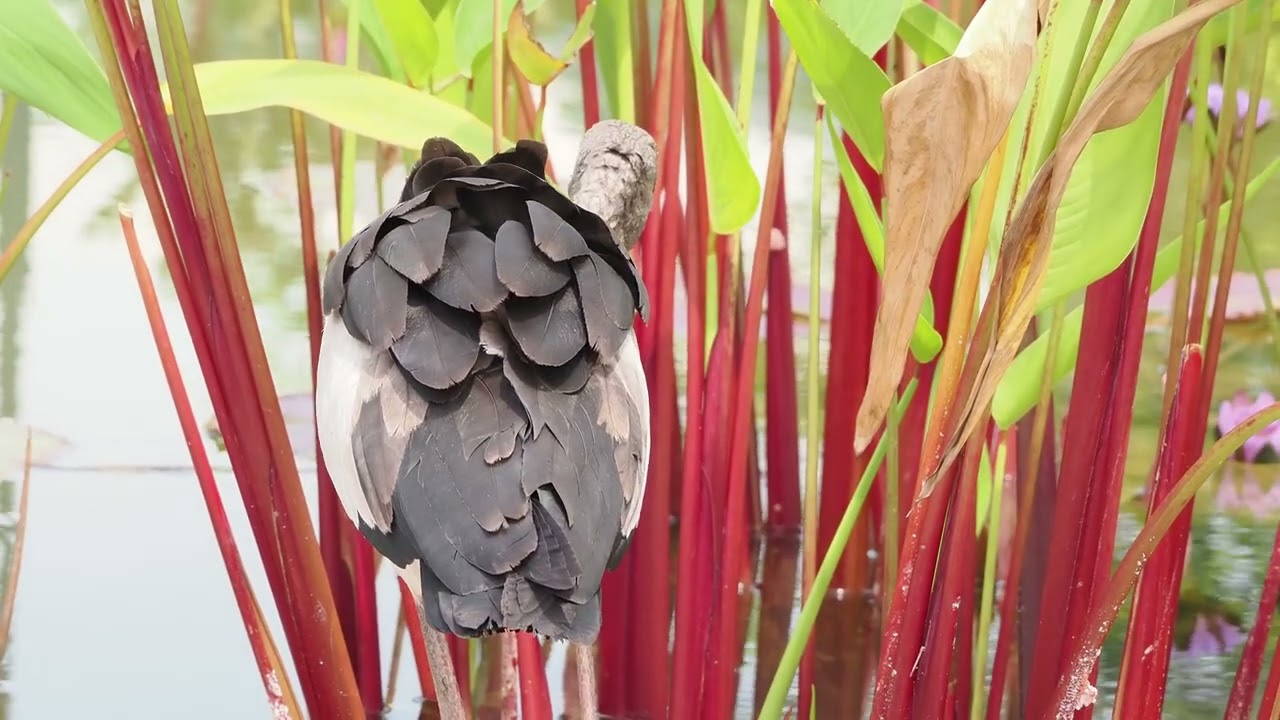 钳嘴鹳 ASIAN OPENBILL