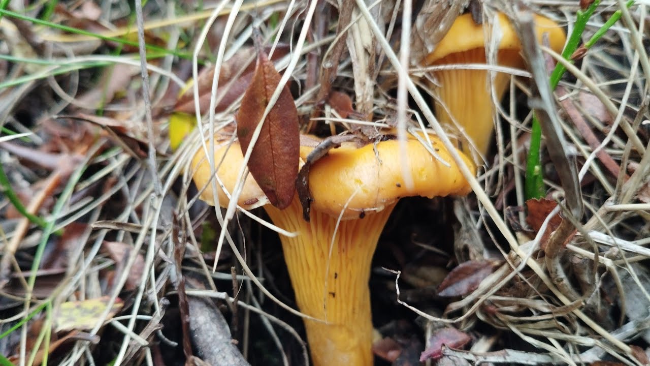 boletus y rebozuelos🍄🍄🍄 SETAS septiembre 2022 &iquest;Donde &eacute;stamos?