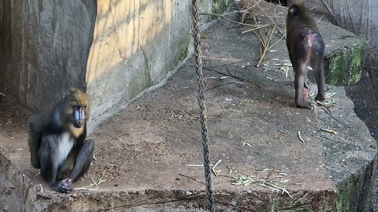 Mandrill- territory, Artis Royal Zoo, Amsterdam, Netherlands