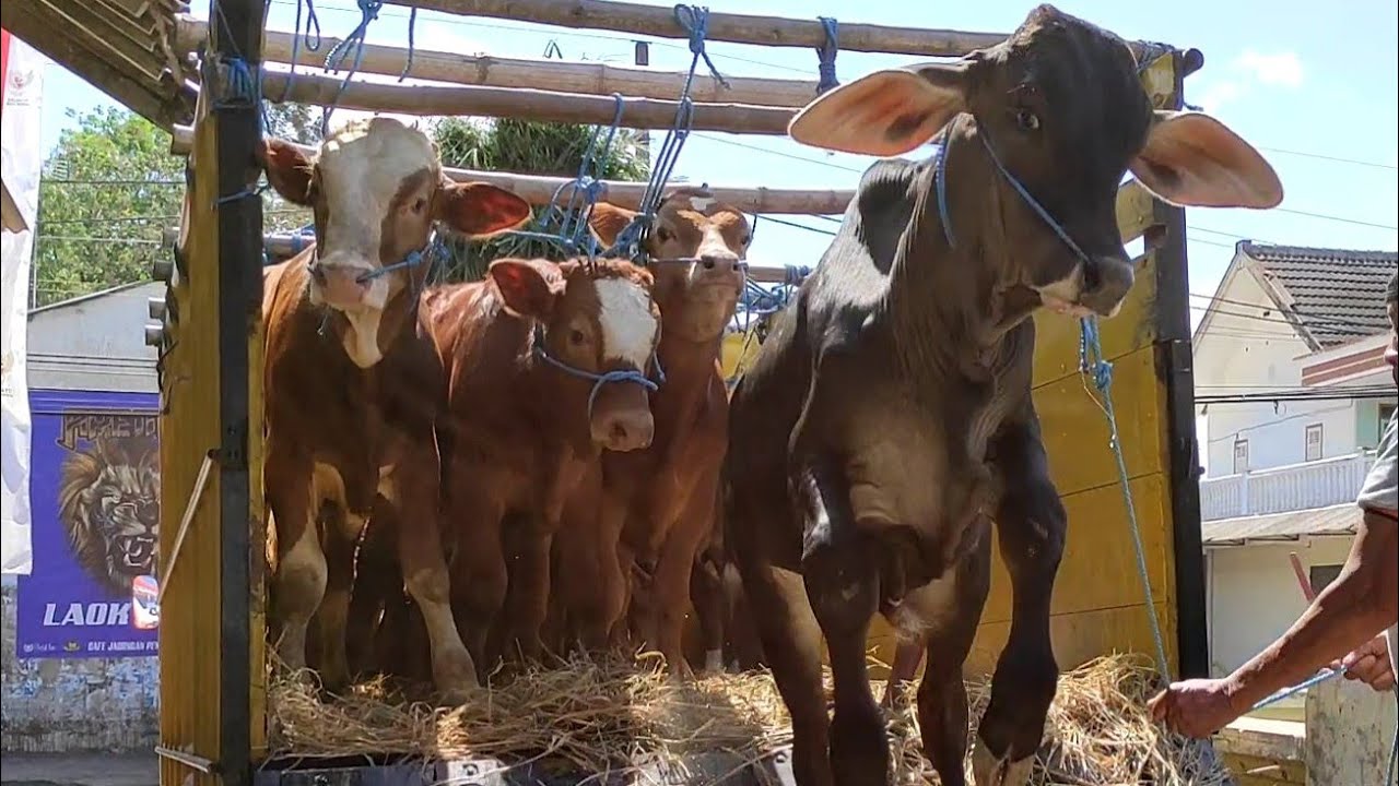 Sapi sapi Turun dari Truk