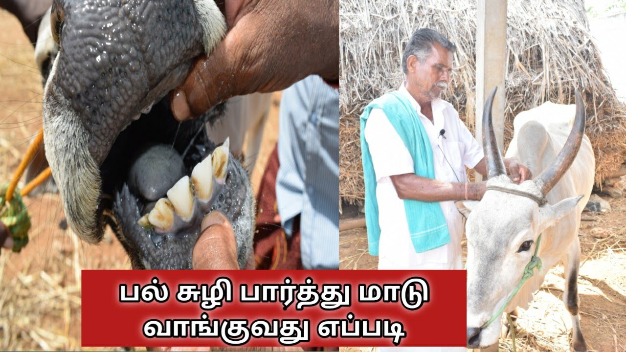 ஏமாறாமல் மாடு வாங்குவது எப்படி |How to buy cows for our farm