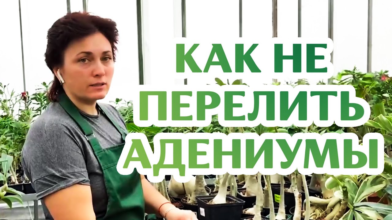 Как Поливать Адениум? Легко!