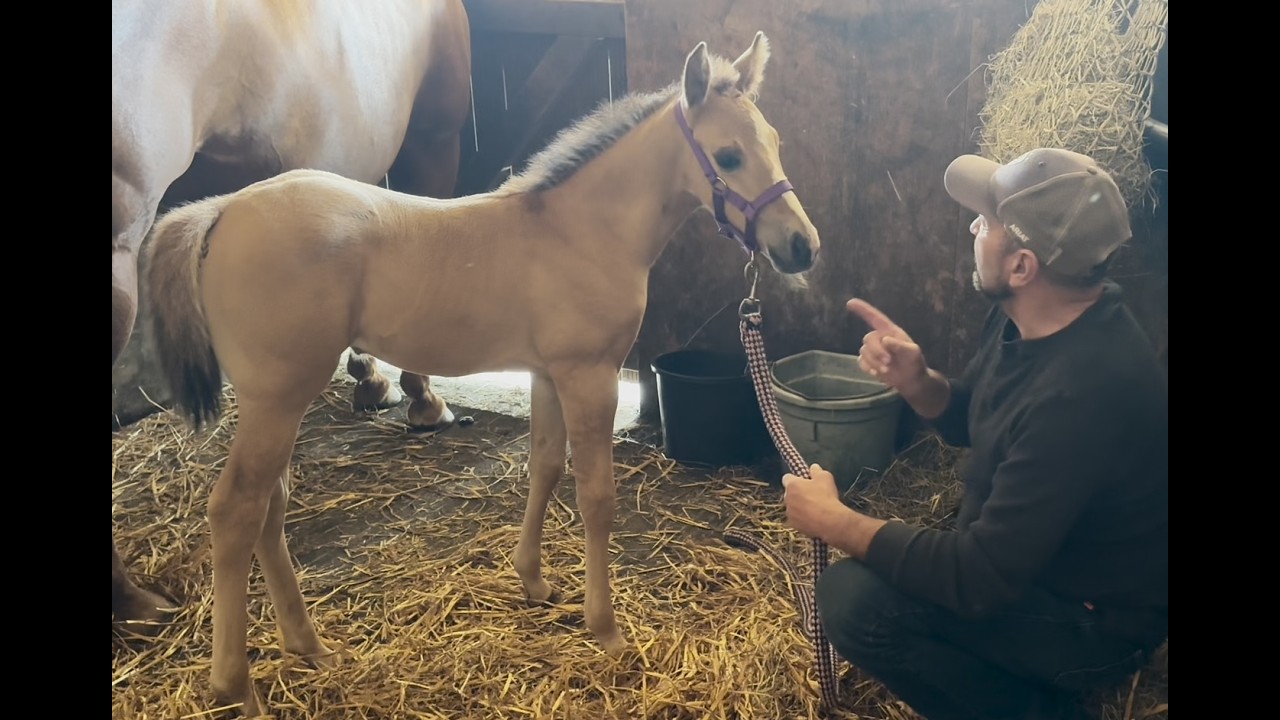 Putting head collar on for the first time on a 13 day old foal!!