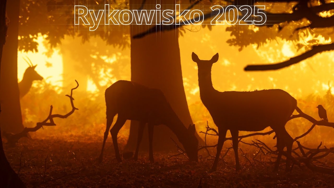Złota godzina. Czy moglem z tego dnia wycisnac wiecej ?  Rykowisko 2025  #wildlife