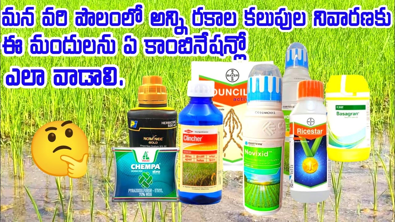 Paddy crop weed management telugu || paddy farming in telugu
