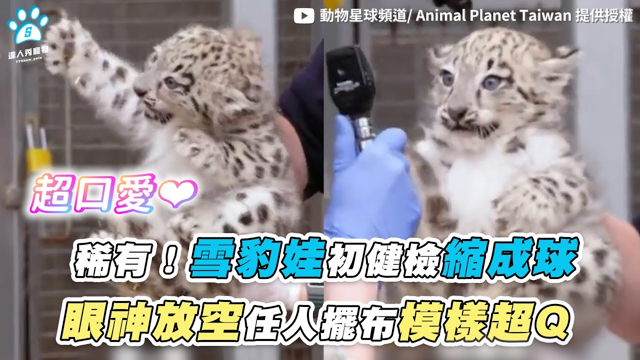 【稀有！雪豹娃初健檢縮成球 眼神放空任人擺布模樣超Q】｜