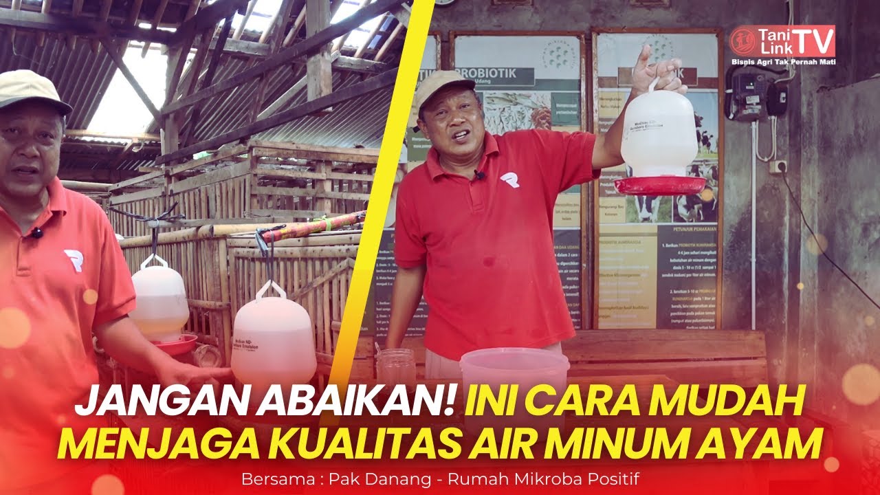 Cegah Penyakit Ayam Dengan Sterilisasi Air Minum. Mudah Praktek Sendiri!