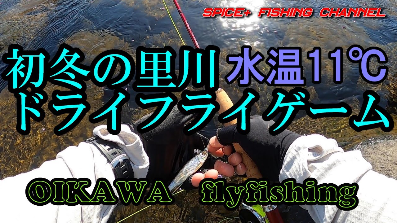【オイカワ　フライフィッシング】急激な水温低下！でもドライフライで釣ってみる。