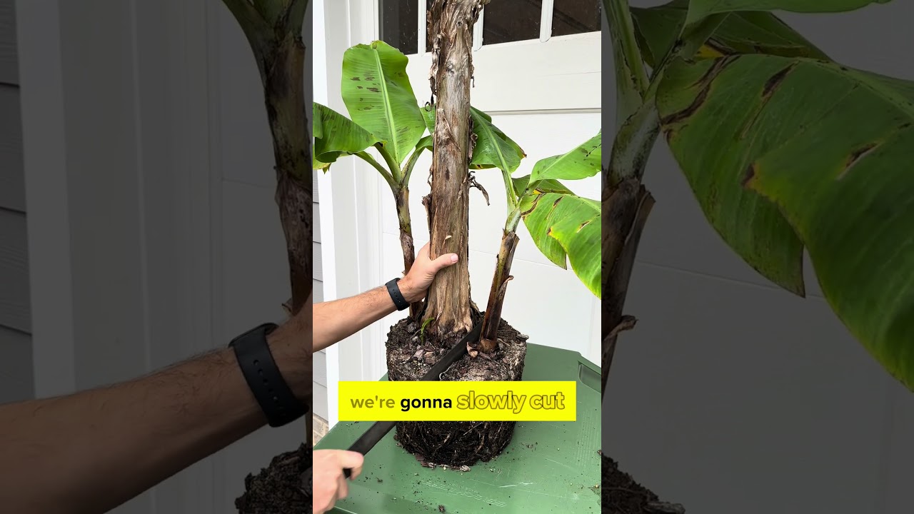 Dividing Banana Trees - Potting up the Pups #shorts #banana #plants #fruittrees #containergardening