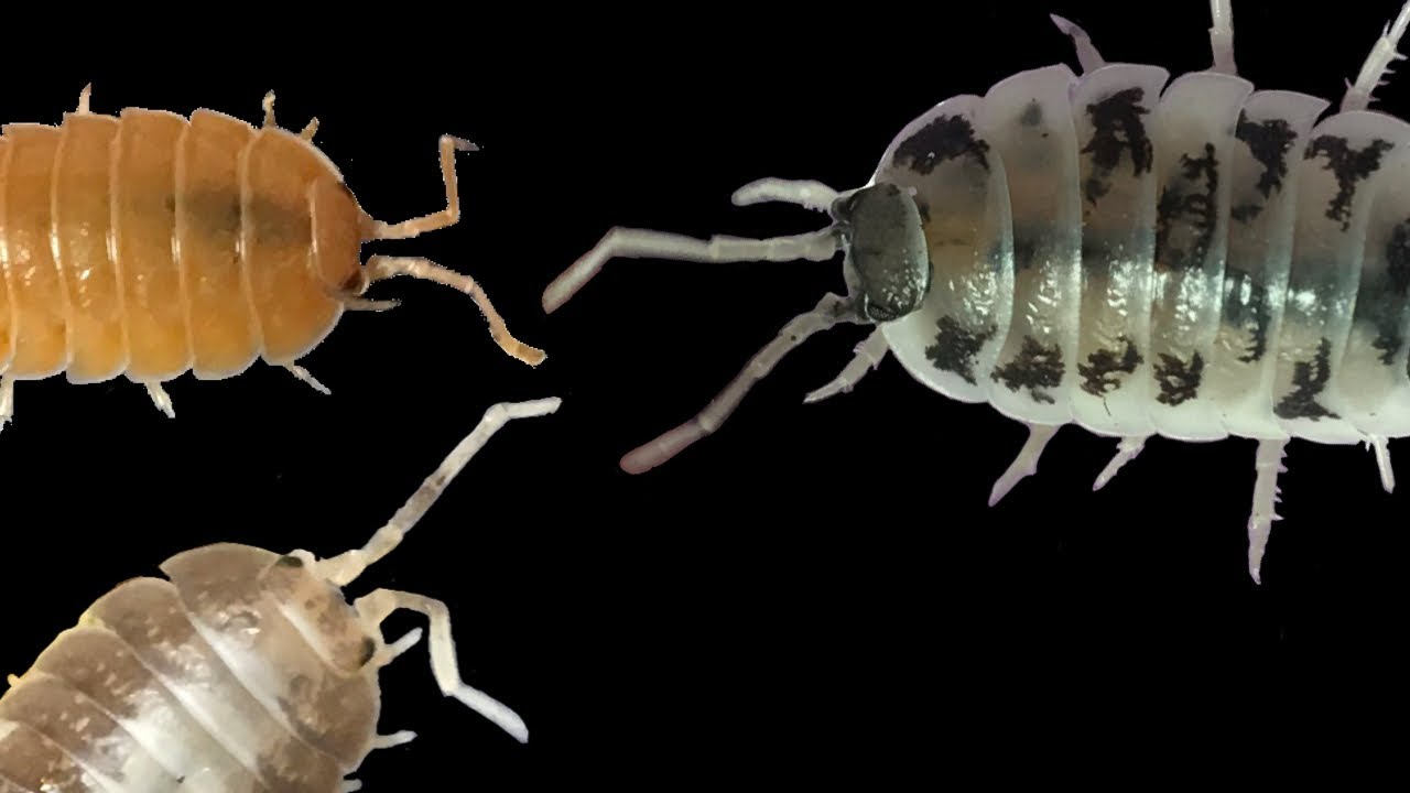 Porcellio laevis Isopod Care Guide