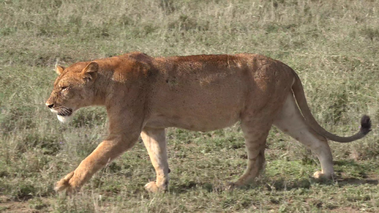 Central Serengeti